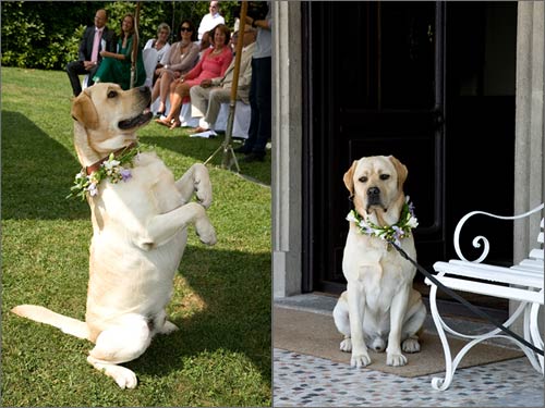 cane-invitato-matrimonio cane-invitato-matrimonio