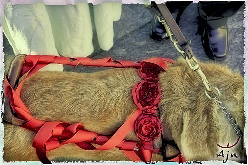cane-guida-per-cechi