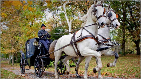 matrimonio noleggio carrozza con cavalli matrimonio noleggio carrozza con cavalli